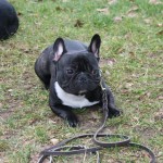 Education canine au bois de Vincennes