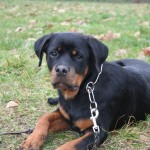 Education canine au bois de Vincennes