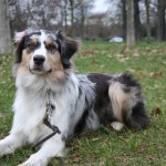Education canine au bois de Vincennes