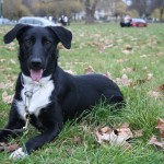 Education canine au bois de Vincennes