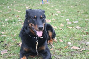 promenade canine sur Paris