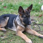 Education canine au bois de Vincennes