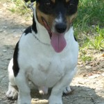 Education canine au bois de Vincennes