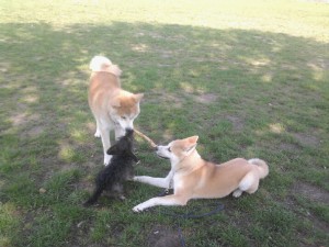 jeux entre chien pendant un cours dans le Bois de Vincennes