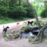 balade canine à Vincennes
