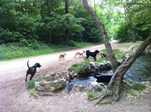 balade canine à Vincennes