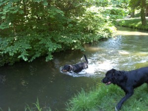 ortie canine dans le Bois de Vincennes