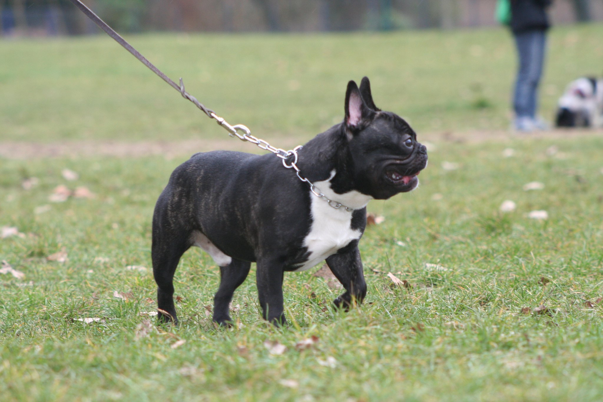 promenade canine dans le 14ème