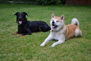 Pension canine haut de gamme près du 8è arrondissement de Paris