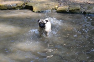 Vous habitez le 14em à Paris ? Confiez-nous la garde de votre chien pendant vos vacances !