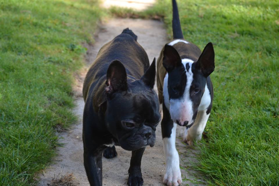 la promenade de votre chien dans le 15ème