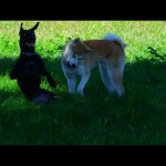 promenade-chien
