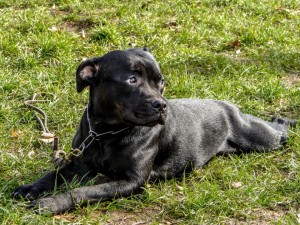 contactez-nous pour la promenade de votre chien dans le 13ème arrondissement de Paris