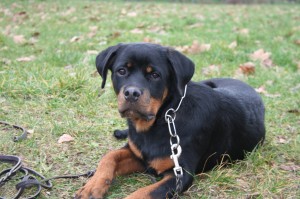 promenade de votre chien sur Paris 16