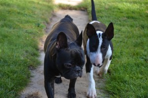 la promenade de votre chien sur Villejuif