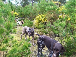 une balade canine dans le Bois de Vincennes