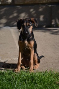 faites promener votre chien sur Bagneux