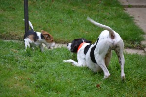 sortie canine à Nogent sur Marne