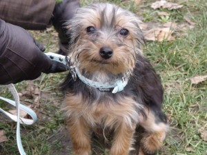 la balade canine dans le Douzième, à Paris