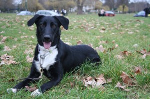 la promenade de votre chien dans le Quinzième