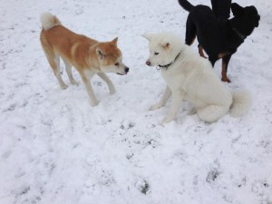 Confiez-nous votre chien pour sa promenade dans le cinquième arrondissement de Paris