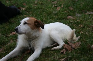 Pourquoi promener votre chien dans le 7ème arrondissement de Paris ?