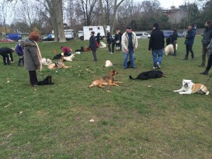 séance de cours pour chienprès du Kremlin Bicêtre