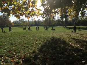 comportementaliste canin dans le Treizième, sur Paris