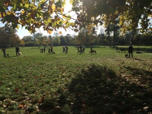cours d'éducation canine dans le Bois de Vincennes