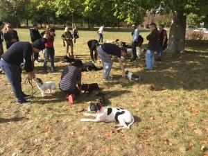 éducation canine proche du Quatorzième