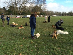 cours d'éducation canine