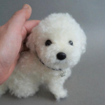 education-chiot