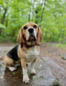 Wookie en balade sous la pluie🤩