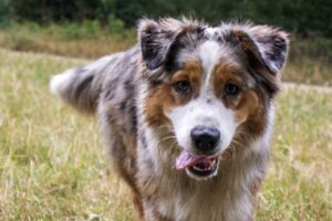 Fatiguer chien mentalement