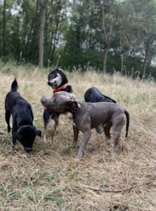 Interaction entre les chiens