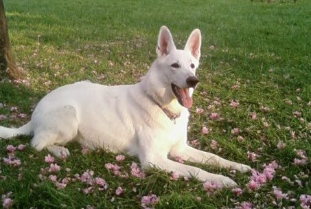 Educateur canin ou comportementaliste canin