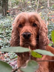 Le Cocker Spaniel Anglais