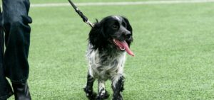 Chien tire en laisse