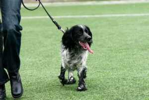 Le sport canin : une pratique exigeante qui demande encadrement et expérience