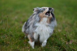 Pourquoi mon chien aboie tout le temps ? Causes et solutions